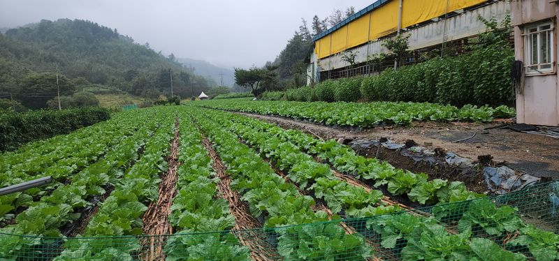 이원태님의 장터 판매 상품 [김장배추 ] 첨부 사진