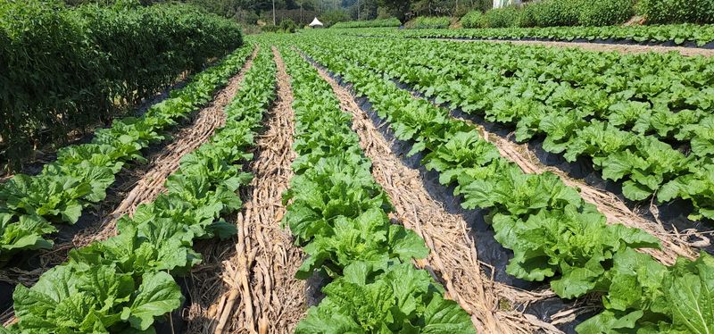 이원태님의 장터 판매 상품 [김장배추 ] 첨부 사진