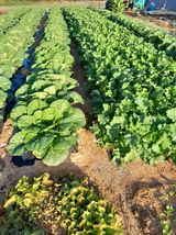 팜모닝 11월 내 작물 자랑하기·참여글 게시글 이미지