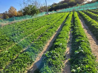 김권중님의 11월 내 작물 자랑하기 · 참여글 작성글 사진