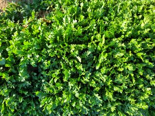 김권중님의 11월 내 작물 자랑하기 · 참여글 작성글 사진