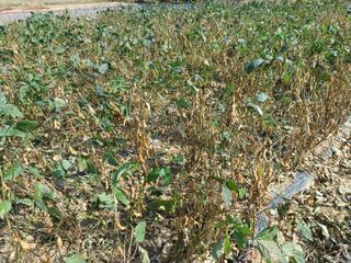 세경농장님의 11월 내 작물 자랑하기 · 참여글 작성글 사진