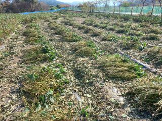 세경농장님의 11월 내 작물 자랑하기 · 참여글 작성글 사진