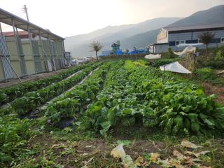 병아리농사꾼님의 11월 내 작물 자랑하기 · 참여글 작성글 사진