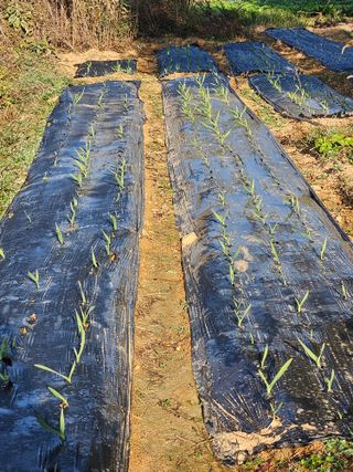 장문업 님의 11월 내 작물 자랑하기 · 참여글 작성글 사진