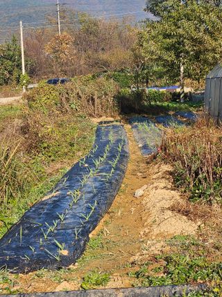 장문업 님의 11월 내 작물 자랑하기 · 참여글 작성글 사진