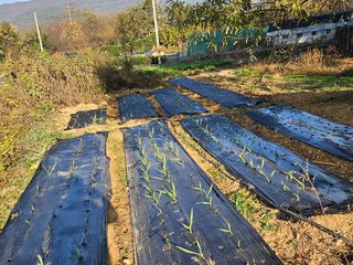 장문업 님의 11월 내 작물 자랑하기 · 참여글 작성글 사진