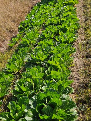 장문업 님의 11월 내 작물 자랑하기 · 참여글 작성글 사진