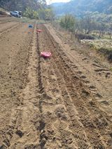 팜모닝 마늘·파종작업 게시글 이미지