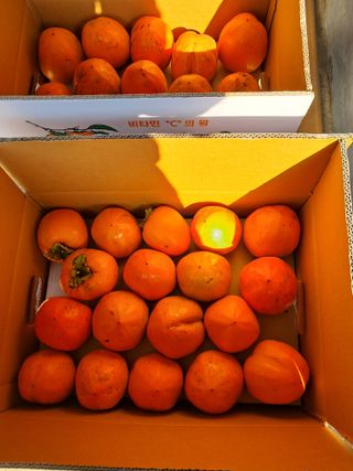 국화연구회님의 11월 내 작물 자랑하기 · 참여글 작성글 사진