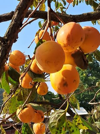 국화연구회님의 11월 내 작물 자랑하기 · 참여글 작성글 사진