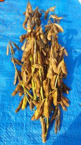 팜모닝 11월 내 작물 자랑하기·참여글 게시글 이미지