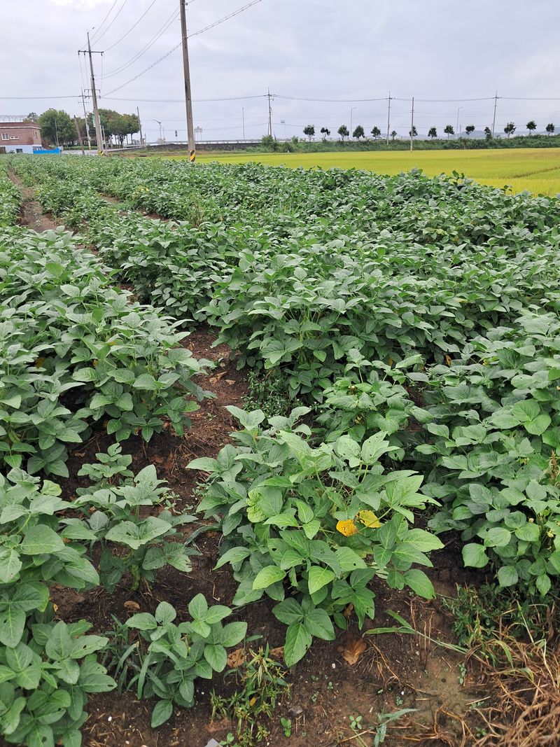 김기한님의 장터 판매 상품 [콩  농사가 참 잘됬습니다] 첨부 사진