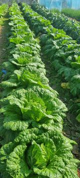 팜모닝 11월 내 작물 자랑하기·참여글 게시글 이미지