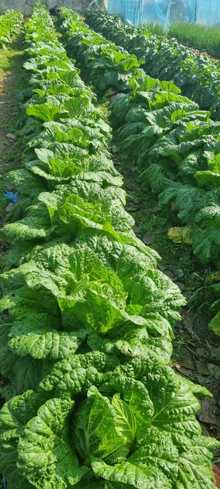 맹철영님의 11월 내 작물 자랑하기 · 참여글 작성글 사진