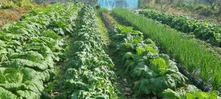 맹철영님의 11월 내 작물 자랑하기 · 참여글 작성글 사진