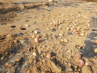 박귀님의 마늘 · 파종작업 작성글 사진