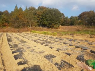 박귀님의 마늘 · 파종작업 작성글 사진