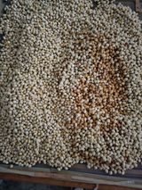 팜모닝 11월 내 작물 자랑하기·참여글 게시글 이미지