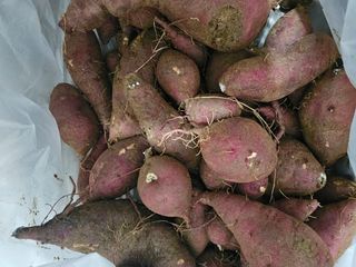 김기호님의 11월 내 작물 자랑하기 · 참여글 작성글 사진