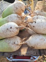 팜모닝 자유주제·자유게시판 게시글 이미지