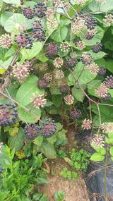 팜모닝 두릅·품종•종자 게시글 이미지