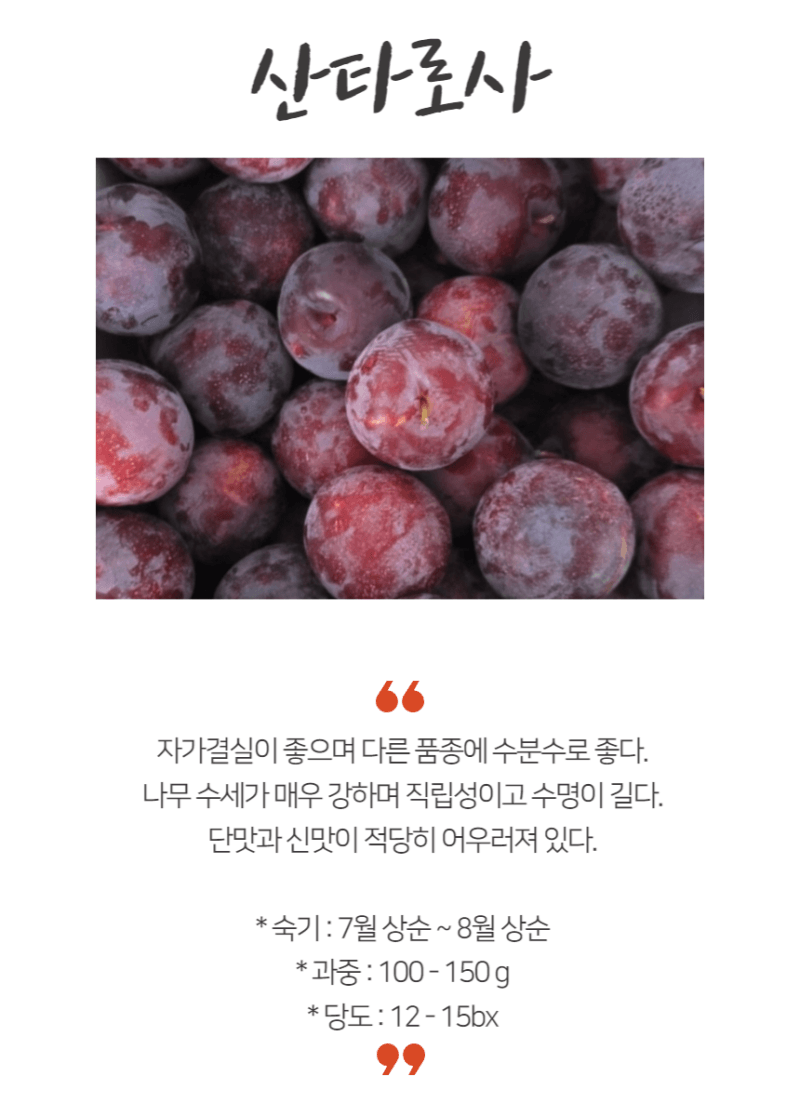 장터 상품 [자두나무 산타로사 3년생 결실주 분묘] 썸네일