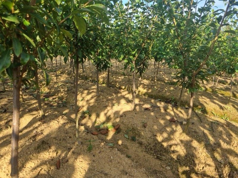 일심묘목농원님의 장터 판매 상품 [자두나무 산타로사 3년생 결실주 분묘] 첨부 사진