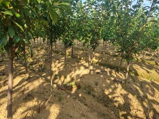 일심묘목농원님의 작성글 사진