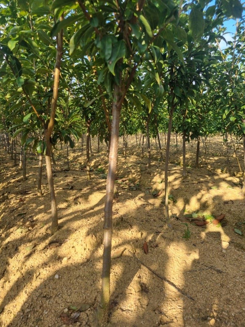 일심묘목농원님의 장터 판매 상품 [자두나무 산타로사 3년생 결실주 분묘] 첨부 사진