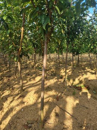 일심묘목농원님의 작성글 사진