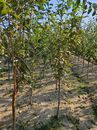 일심묘목농원님의 작성글 사진