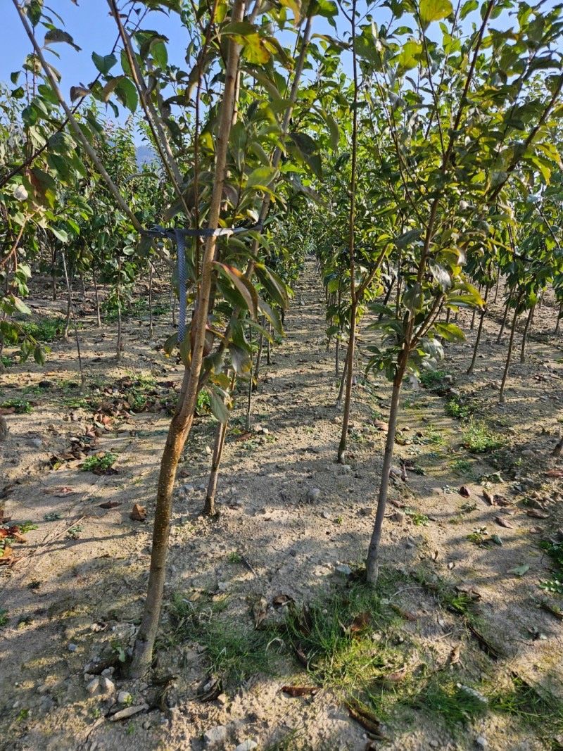 일심묘목농원님의 장터 판매 상품 [자두나무 산타로사 3년생 결실주 분묘] 첨부 사진