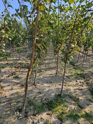 일심묘목농원님의 작성글 사진