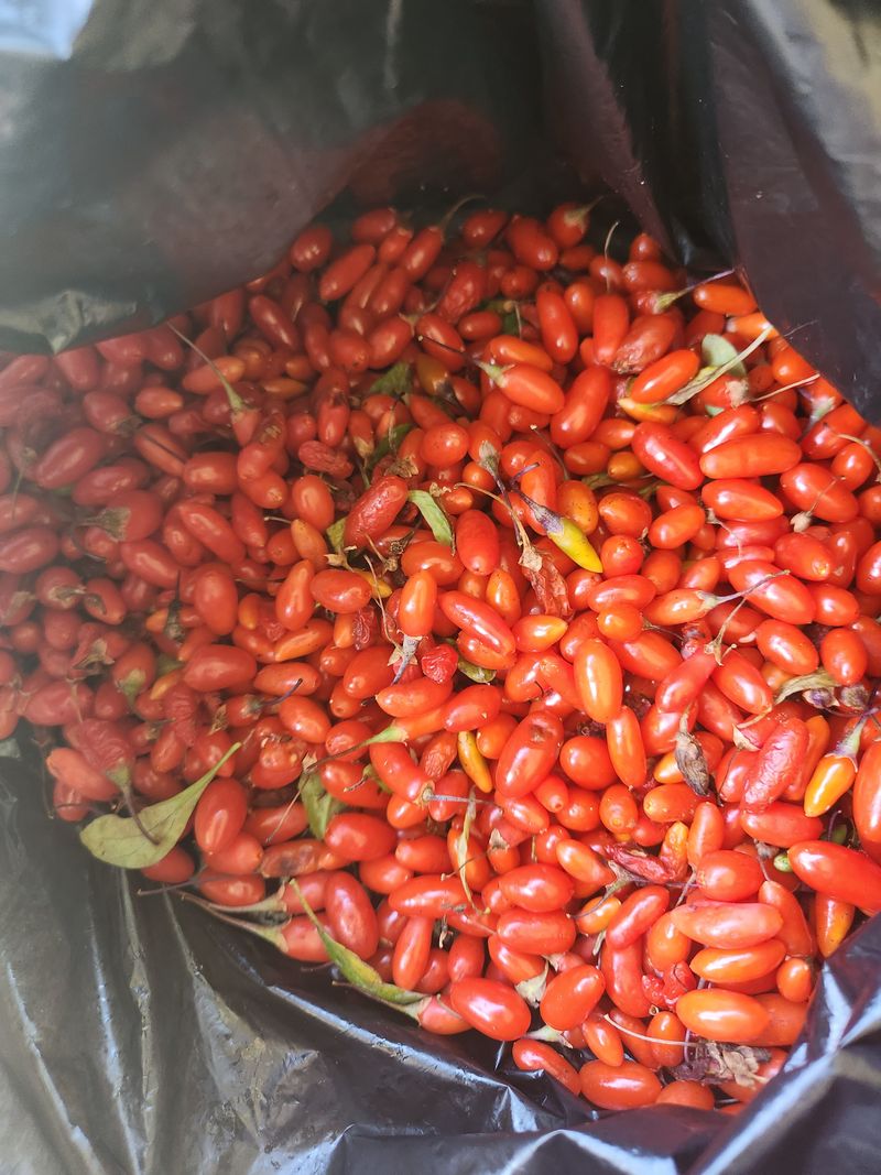 고영희님의 장터 판매 상품 [해오름 벌꿀(야생화. 아카시아. 밤) 대. 소.010 3070 7428로 전화. 문자 주세요.] 첨부 사진