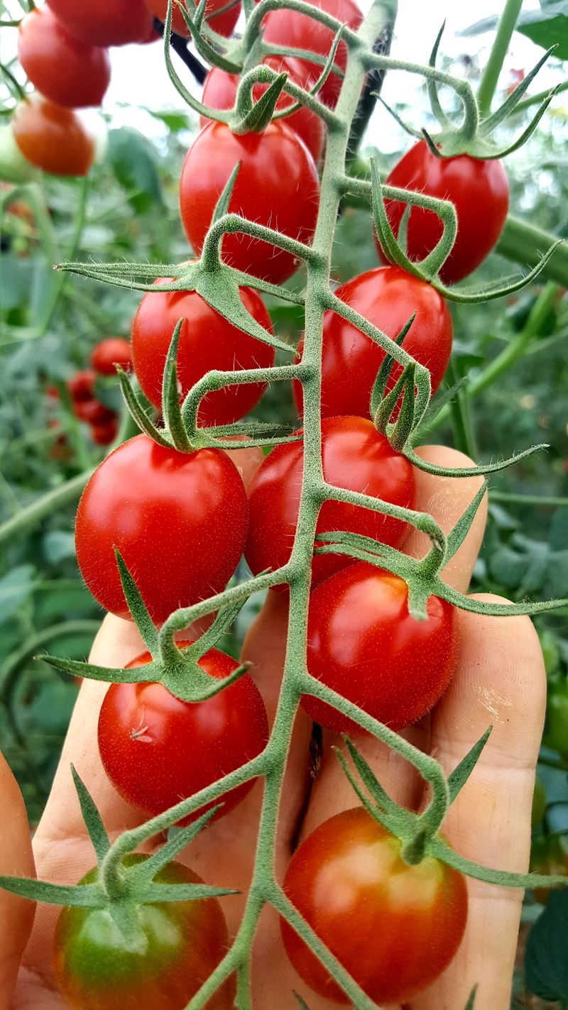 장터 상품 [대추방울토마토 3kg] 썸네일