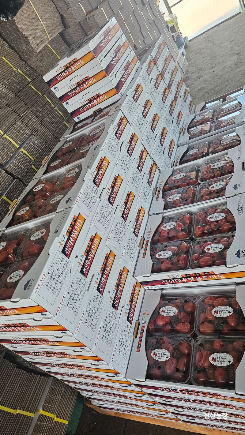 알 수 없음님의 장터 판매 상품 [대추방울토마토 3kg] 첨부 사진