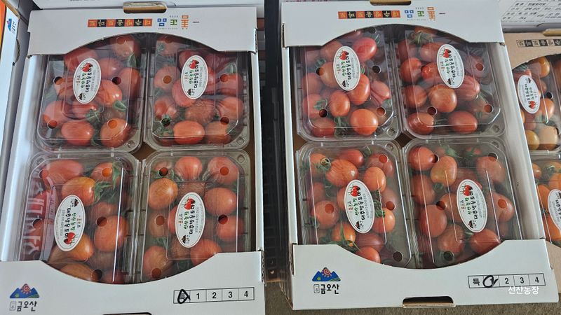 알 수 없음님의 장터 판매 상품 [대추방울토마토 3kg] 첨부 사진