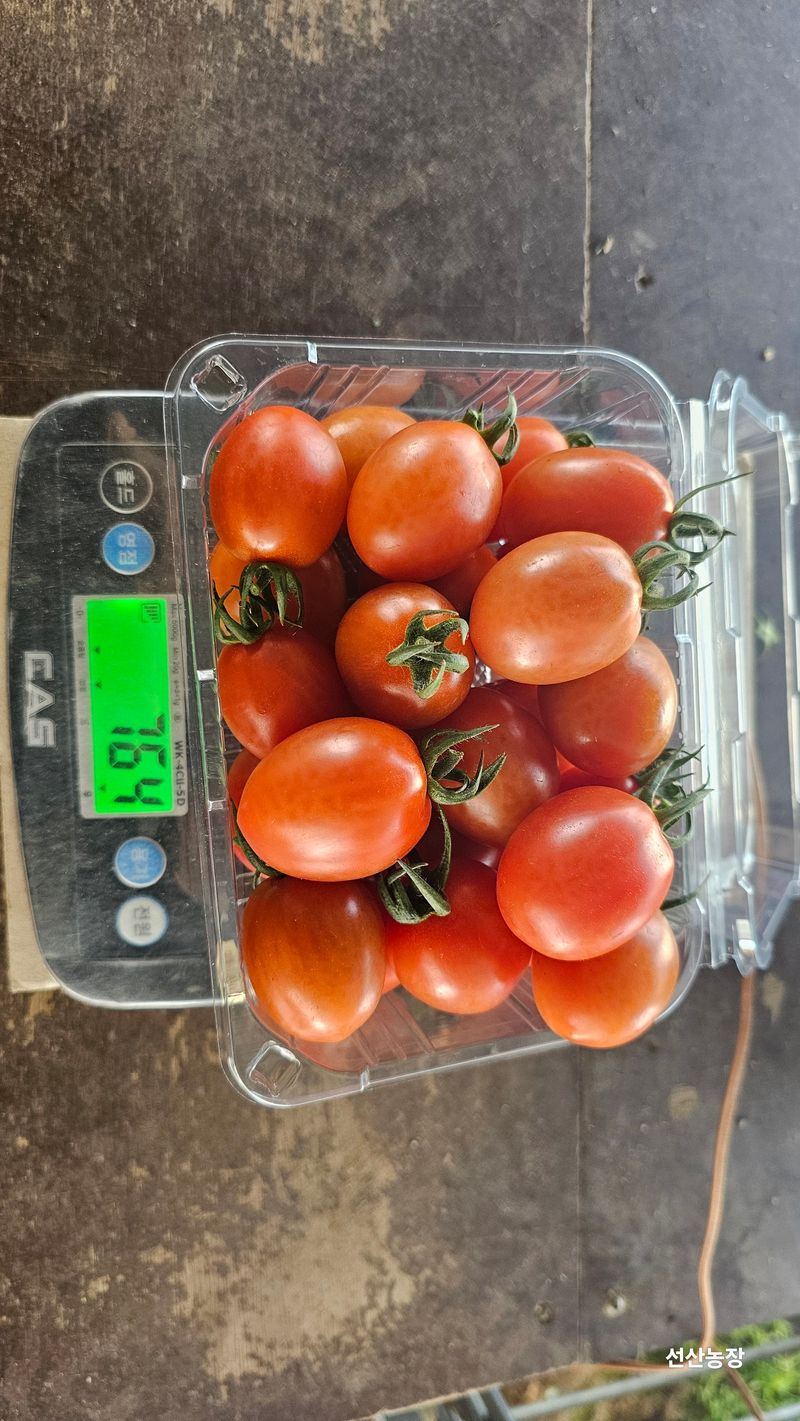 알 수 없음님의 장터 판매 상품 [대추방울토마토 3kg] 첨부 사진