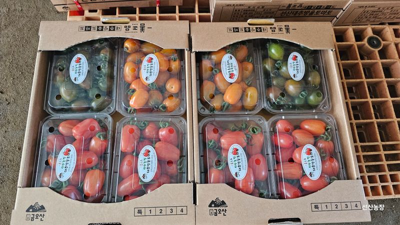 알 수 없음님의 장터 판매 상품 [대추방울토마토 3kg] 첨부 사진