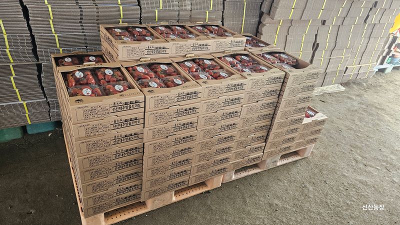 알 수 없음님의 장터 판매 상품 [대추방울토마토 3kg] 첨부 사진