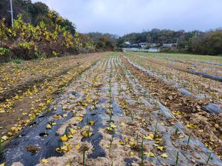 홍산농부님의 11월 내 작물 자랑하기 · 참여글 작성글 사진