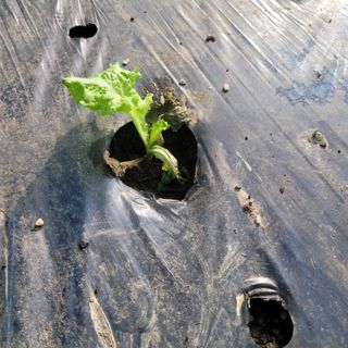 이유나님의 상추 · 병해충상담 작성글 사진