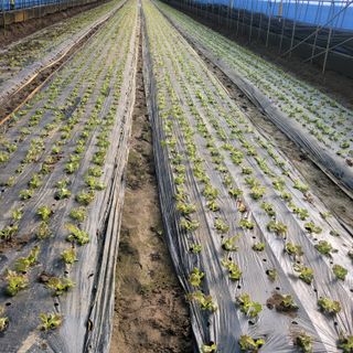 이유나님의 상추 · 병해충상담 작성글 사진