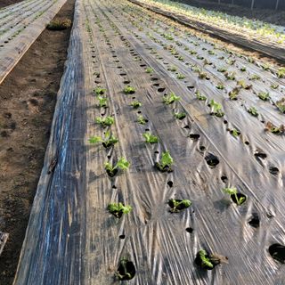 이유나님의 상추 · 병해충상담 작성글 사진