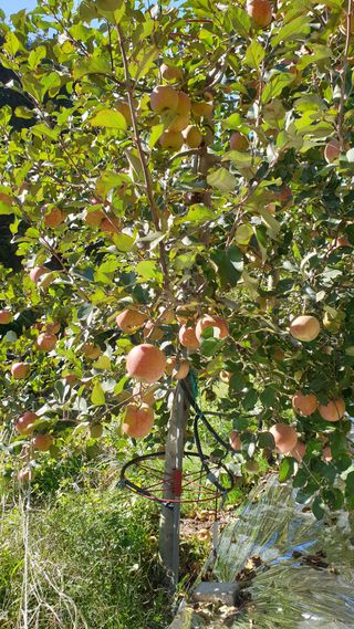 호랑이와인성이님의 작성글 사진