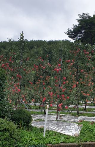 호랑이와인성이님의 작성글 사진