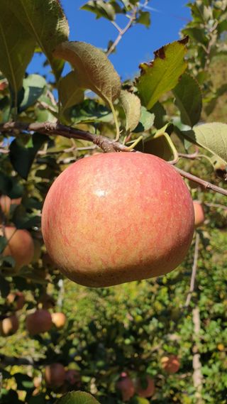 호랑이와인성이님의 작성글 사진