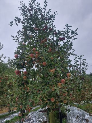 호랑이와인성이님의 작성글 사진