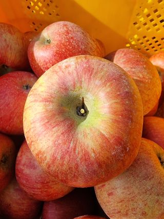 호랑이와인성이님의 작성글 사진